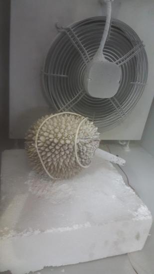 frozen durian in blast freezer